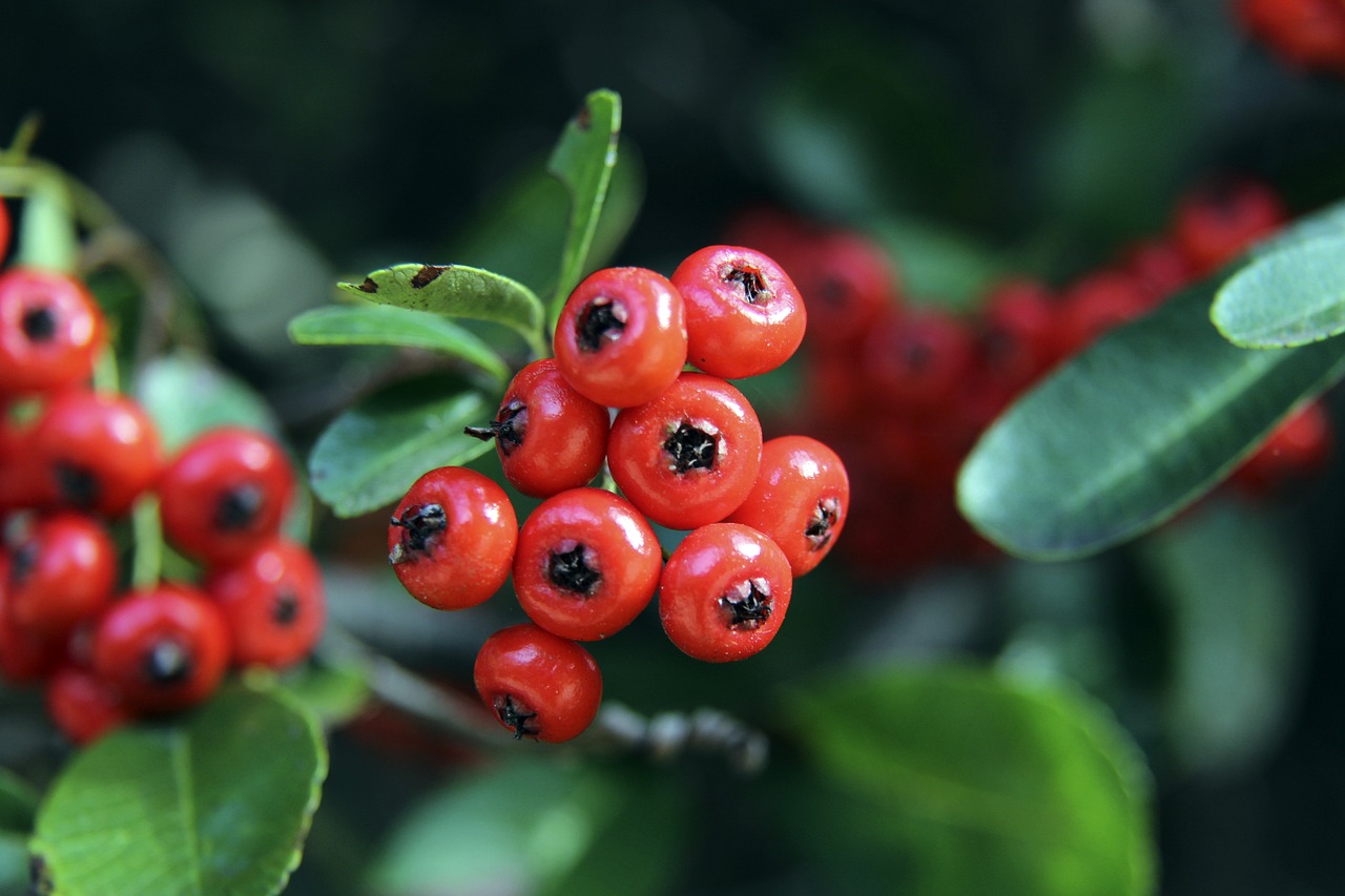 楚阿梅尼在 楚阿梅尼在